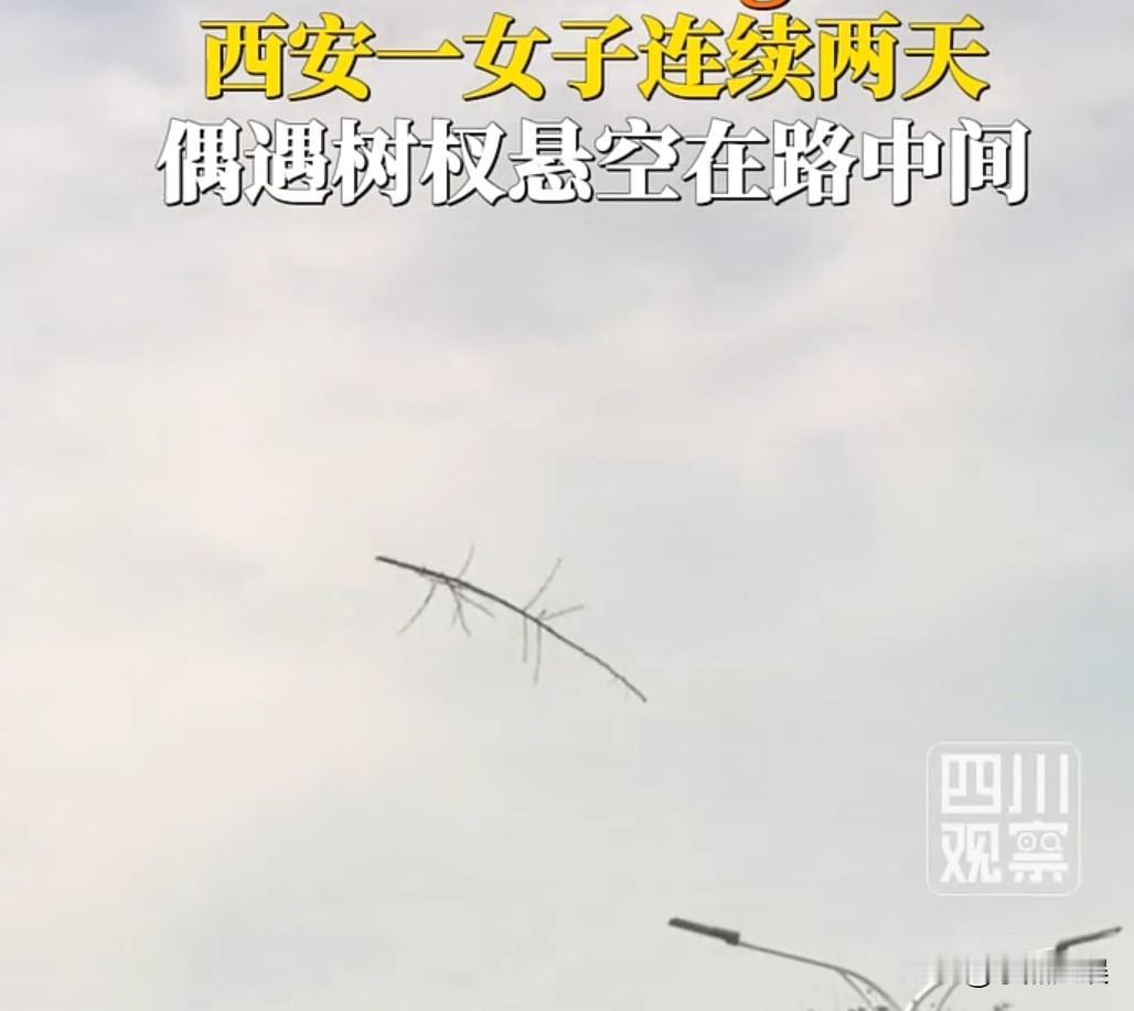 彻底解释不清了！西安一女子发现居然有树杈悬停在半空中，而弄清事情的真相以后也是