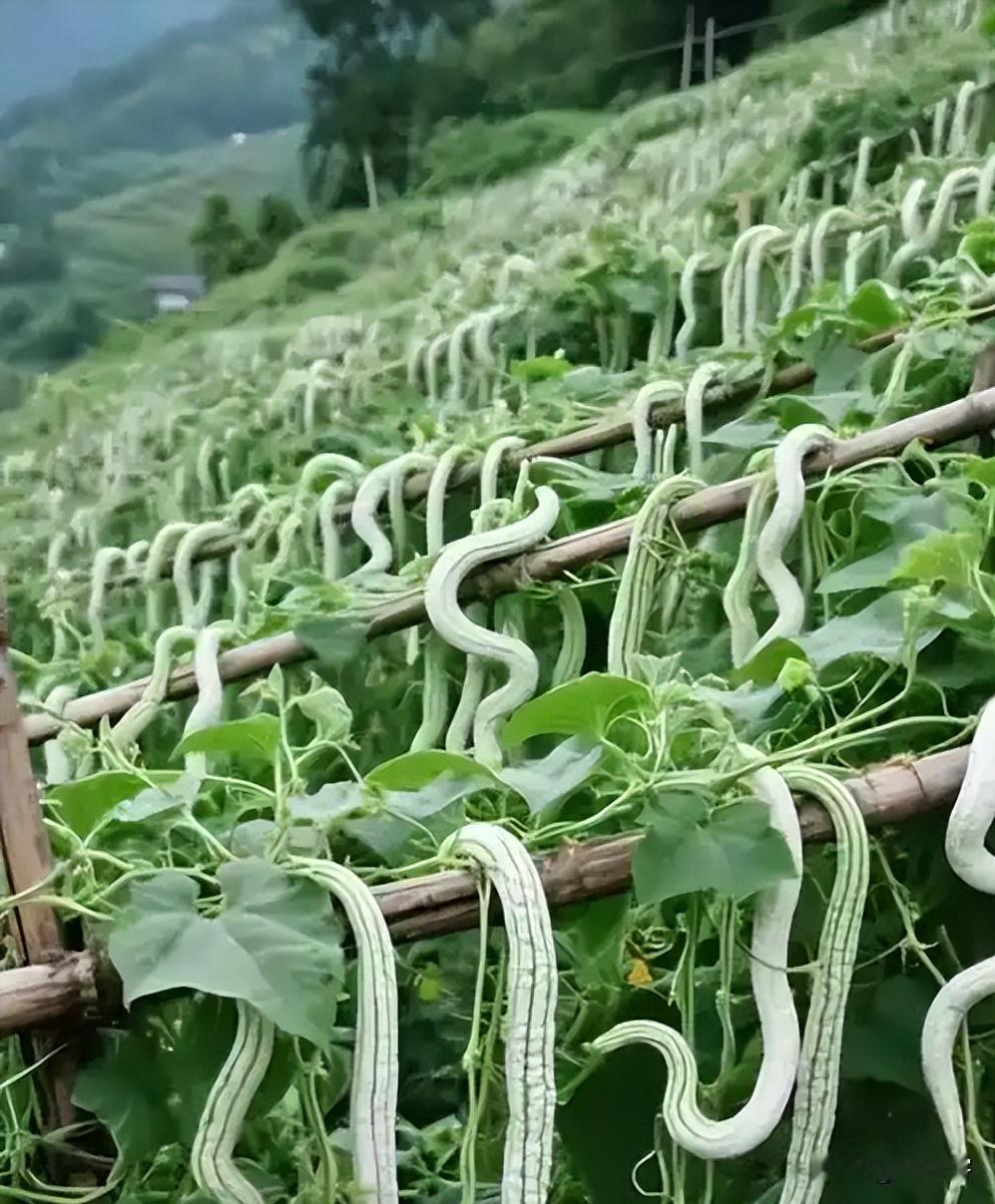 🌞印度蔬菜为何不被认可？其中最典型就是蛇瓜。这种原产印度、外形酷似长蛇的瓜