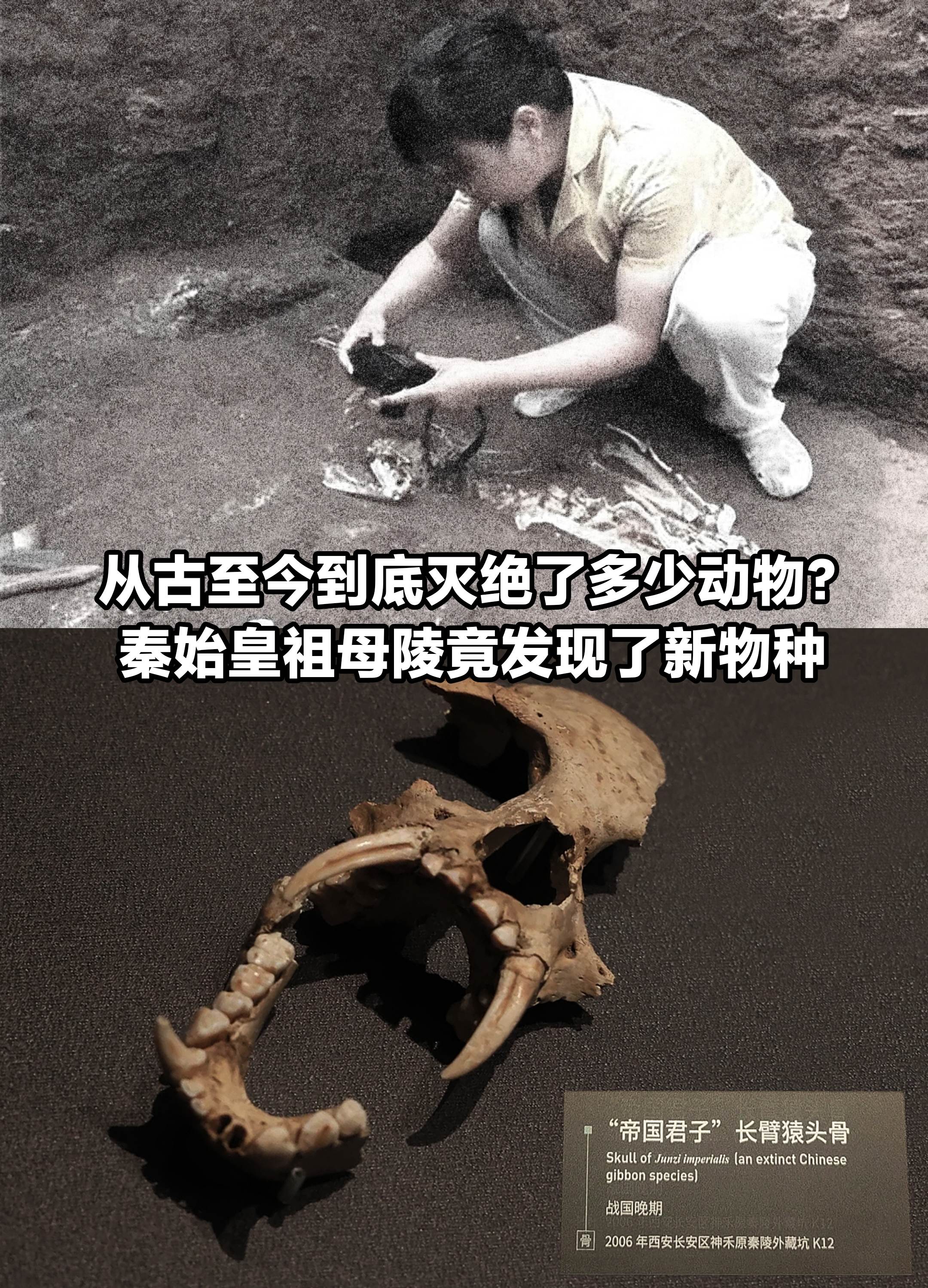 从古至今到底有多少动物灭绝？发现新物种！