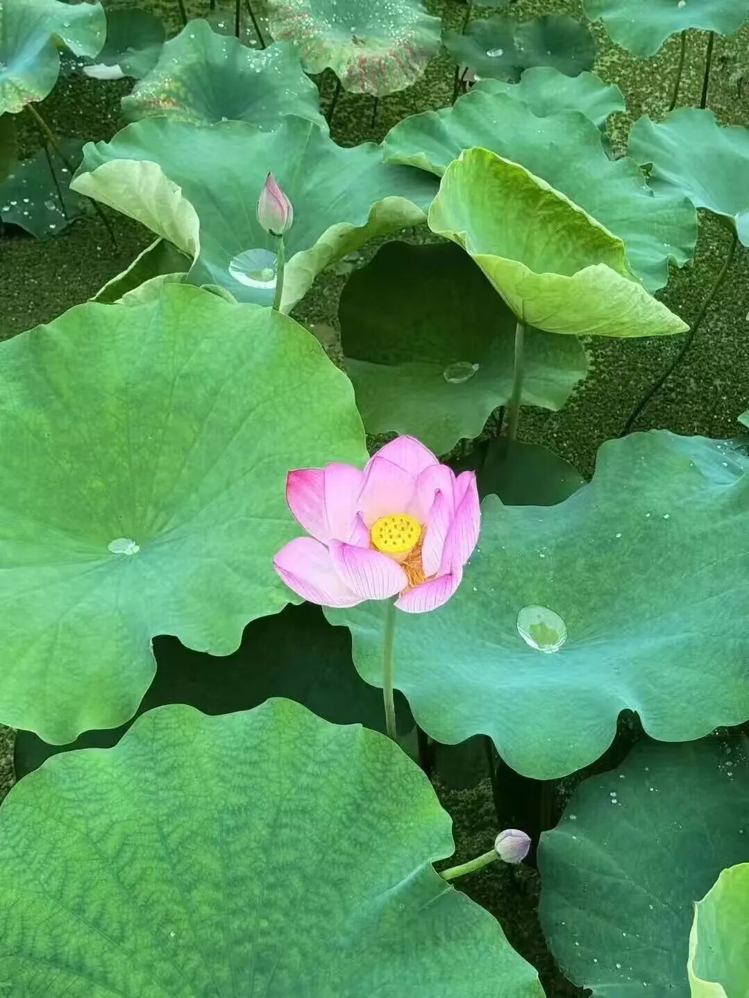 夏日荷花逐渐盛开了，粉嫩的荷花在碧叶间亭亭玉立，以清雅之姿抚慰人心荷花不争不抢，