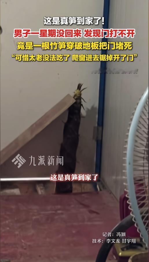 “真，笋到家了！”近日，安徽宣城，一男子在自家竹笋地建了个活动板房，平时天好的时