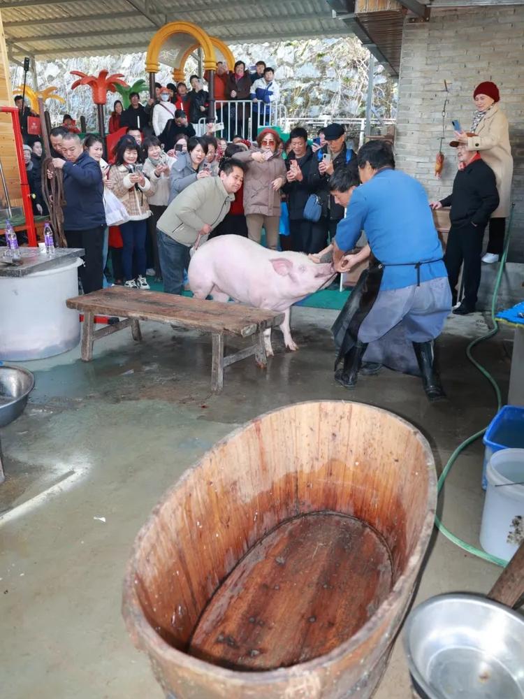 一脚52万！杀年猪帮工变截瘫，这场判决撕开了人情社会的责任真相“杀年猪、吃