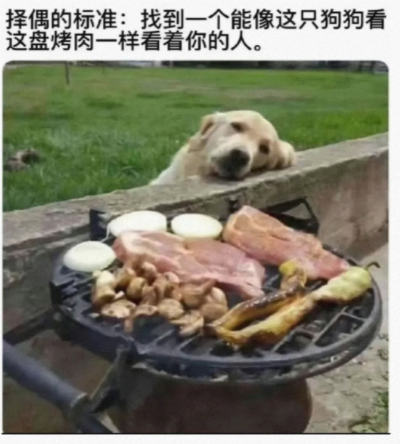 狗狗：关我啥事阿