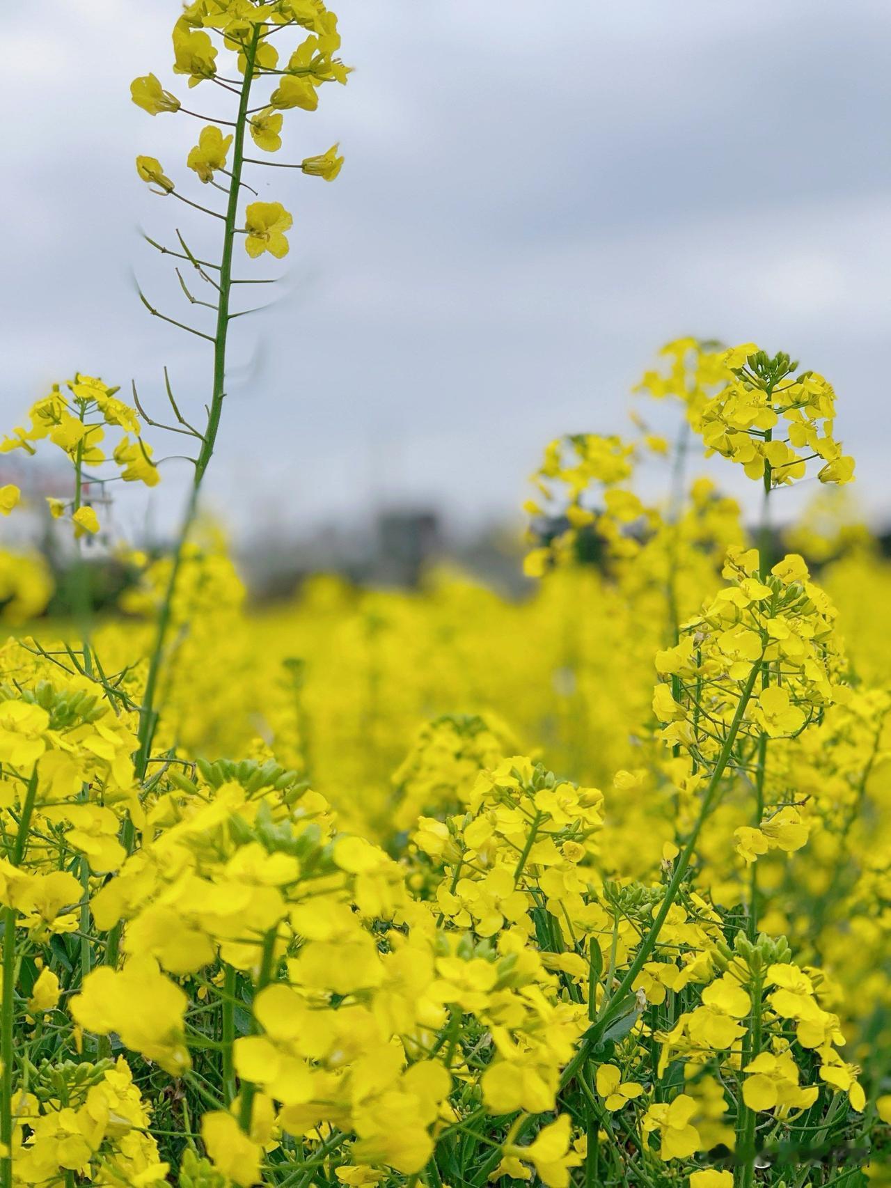 春节前我们村有个老人去世了，村里的很多人跟商量好的似的，都不愿意去帮忙，结果他儿