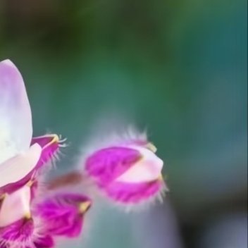 吊竹梅种植与养护:一、栽种要点时间：春秋季（15–25℃）最适合扦插、分株