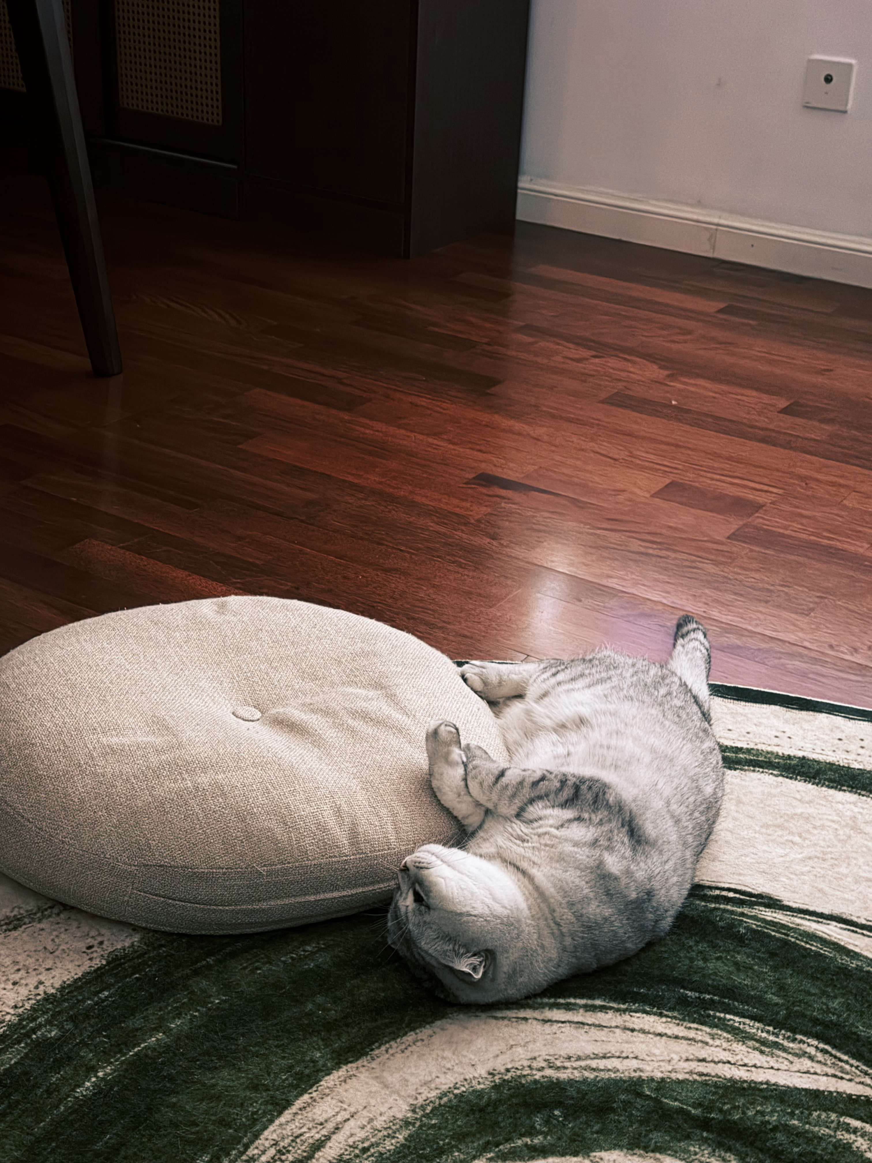 小猫咪有了小软垫就有了全世界