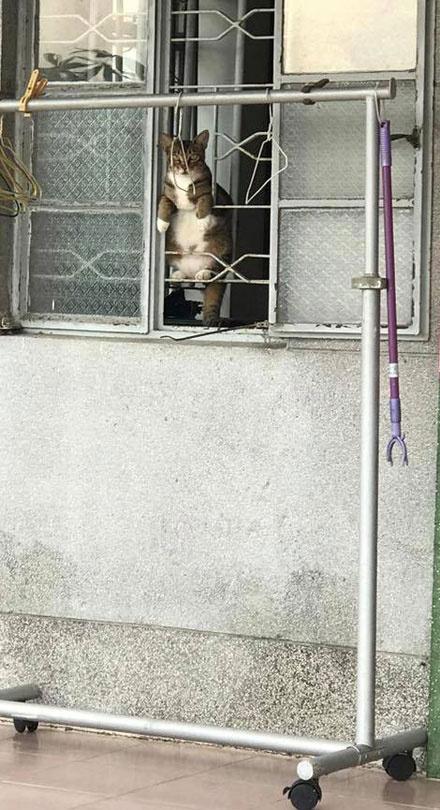 邻居家的猫想逛街但又不敢出去，于是每天就这样趴在窗外看着过往人群......
