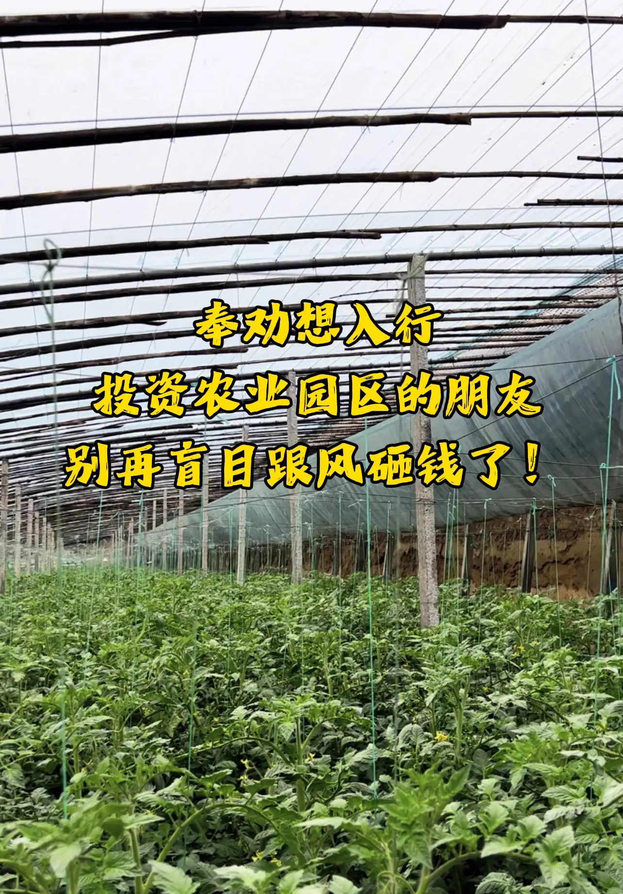跟农民抢饭碗、你根本抢不过！在寿光做农业这么多年，看透一个现实。  很...