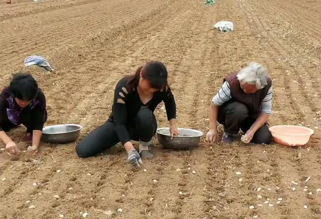 美国议员议员说，中国生产了全球80%的大蒜，但种植过程“不卫生、不安全”，使用了