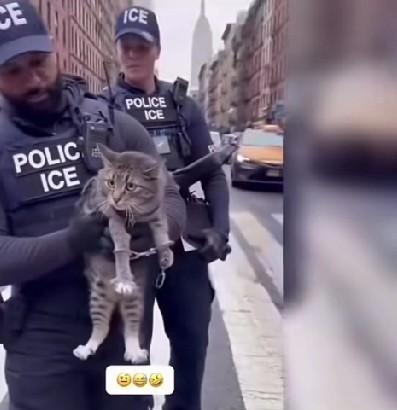 一只中华狸花猫漂洋过海被人带到了英国。从它来到的那一刻，方圆几里的猫猫狗狗的噩梦