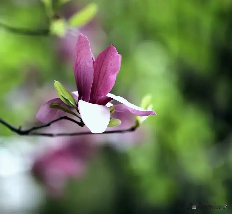 在这个纷繁复杂的社会舞台上，人生如同一场大戏，谁都希望扮演一个精彩绝伦的角色。然