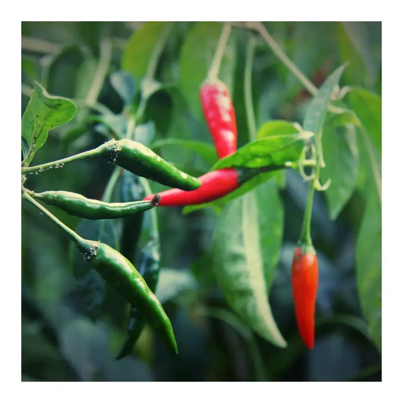 下联:幸福生活万年长，请你对上联辛酸苦辣千般苦。