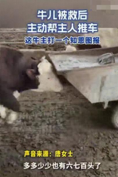 “解释不清了！”安徽一养牛户，养了600多头牛，但其中有一头牛比较特殊，每次女主