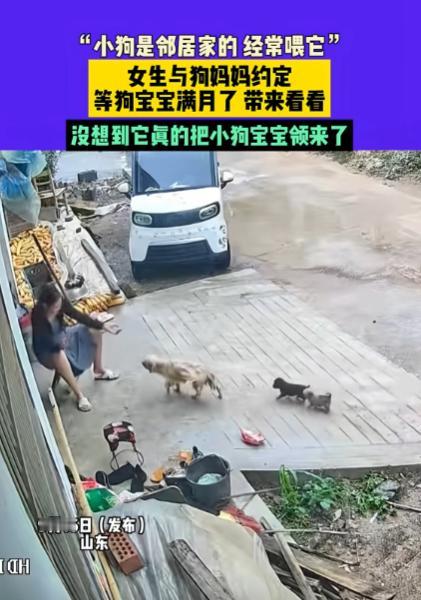“真成精了？”山东枣庄，一女子经常投喂邻居家的小狗，得知小狗怀孕后，女子和小狗“