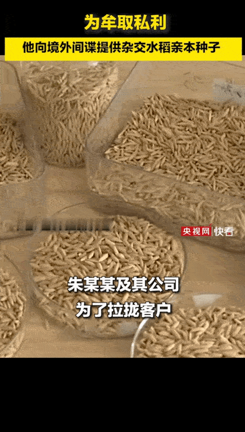 “应该立即死刑！”据媒体2024年4月14日曝光了一起惊天大案：我国杂交水稻之父