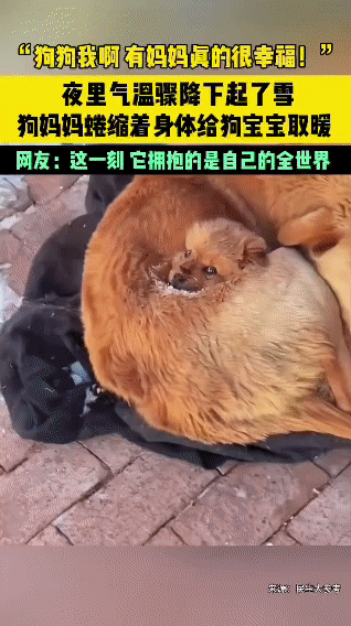 泪目了！夜里气温骤降，一只流浪狗妈妈看到一户人家有亮光，而且他的门口有一块毯子，