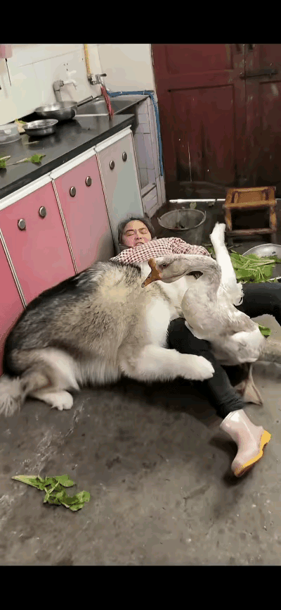 大妈在厨房摘菜，大白鹅乖乖的趴在大妈脚下等着吃菜叶。家里的阿拉斯加犬突然跑了进来