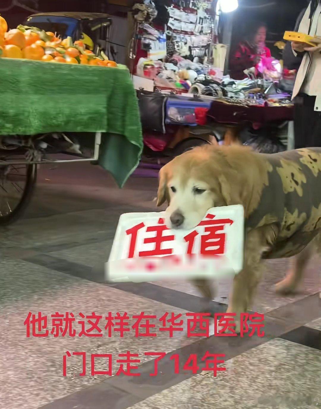 在华西医院干了14年的狗，一干就是14年，任劳任怨