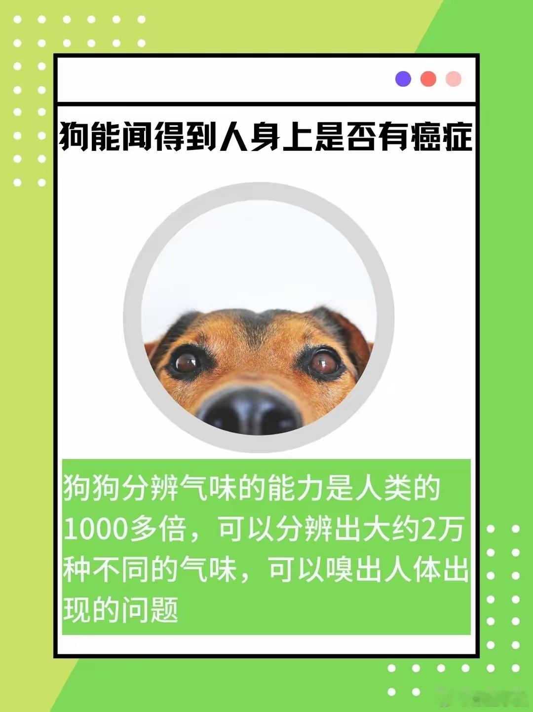 狗狗能够闻出人体是否具有疾病你知道吗：嗅探生命的奇迹：狗狗如何成为人类的“活体检