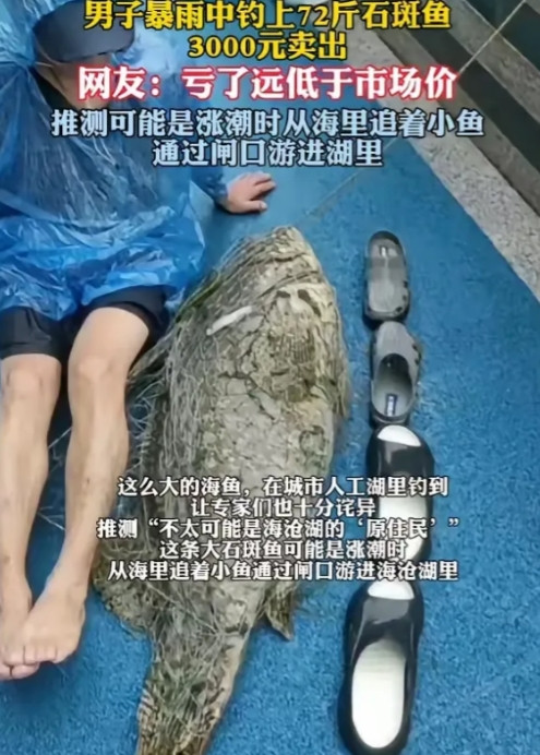 “亏死了！”福建厦门，男子在暴雨天中钓上一条72斤的石斑鱼，体型达到了半个成年男