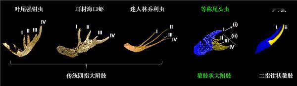 【5亿年前化石揭秘！蜘蛛、蝎子的钳子终于找到演化源头】云南大学联合英国莱斯特大学