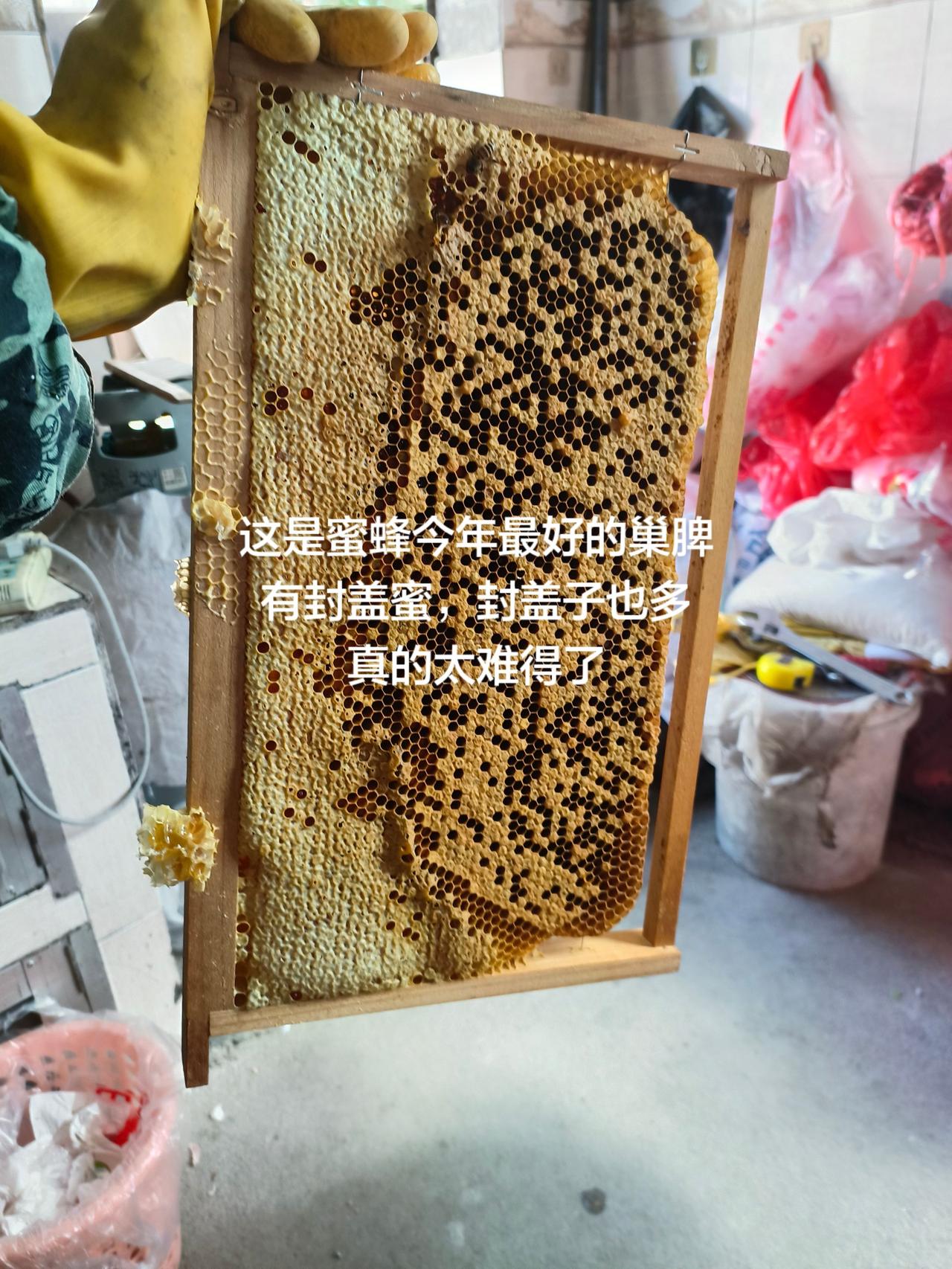 这是蜜蜂今年最好的巢脾有封盖蜜，封盖子也多真的太难得了蜜蜂养殖中华蜜蜂