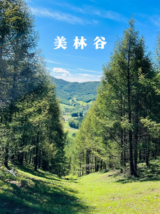 这片森林也太美了吧