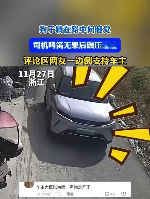 小狗路中酣睡，鸣笛无效后司机直接碾过？网友为此吵翻了！11月27日浙江，一只