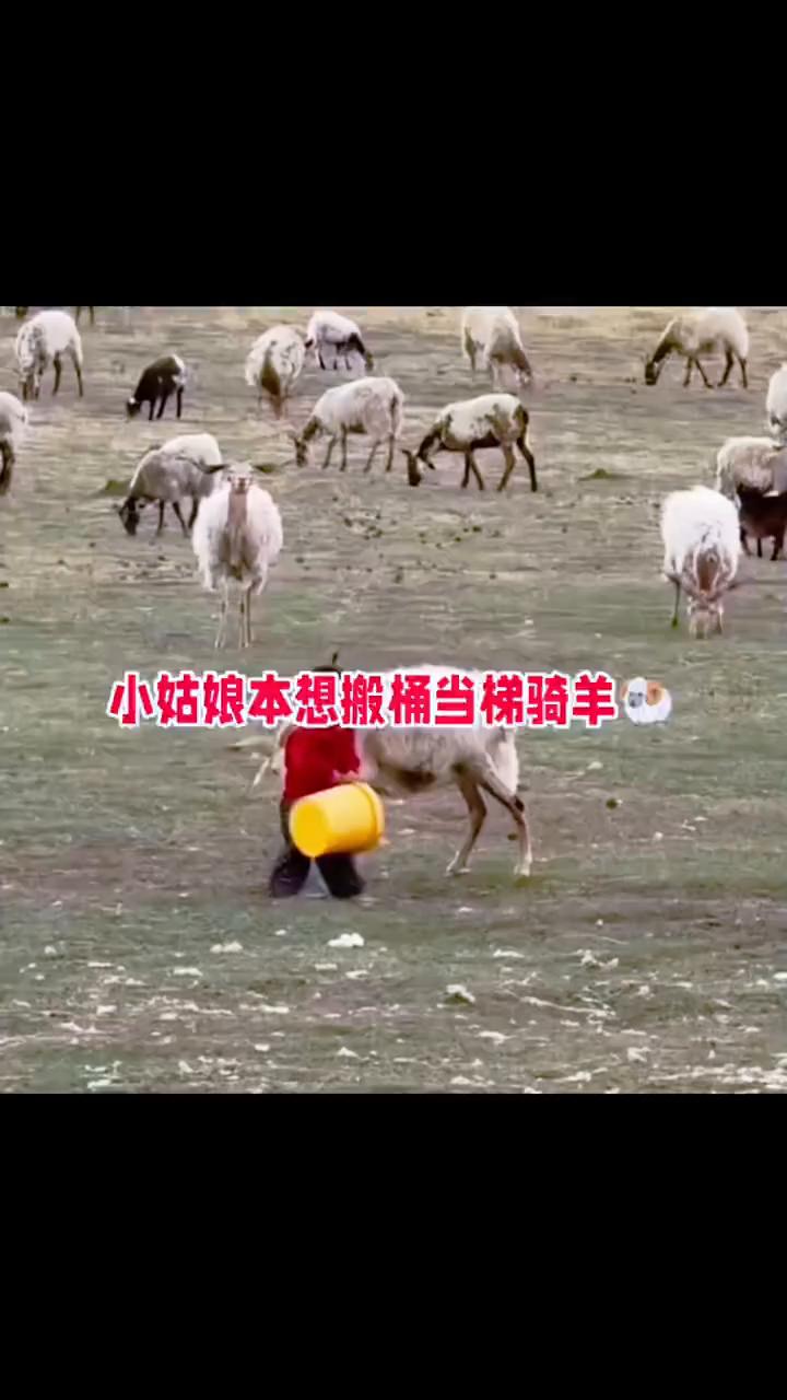小姑娘本想搬桶当梯骑羊，没想到吓得小羊仓皇逃窜。