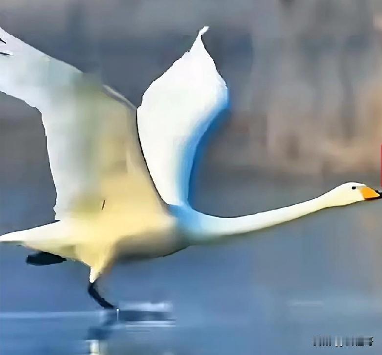 通过观察，白天鹅踩水38步起飞、滑翔降落如飞机俯冲减速，这正印证了仿生学的奇妙！