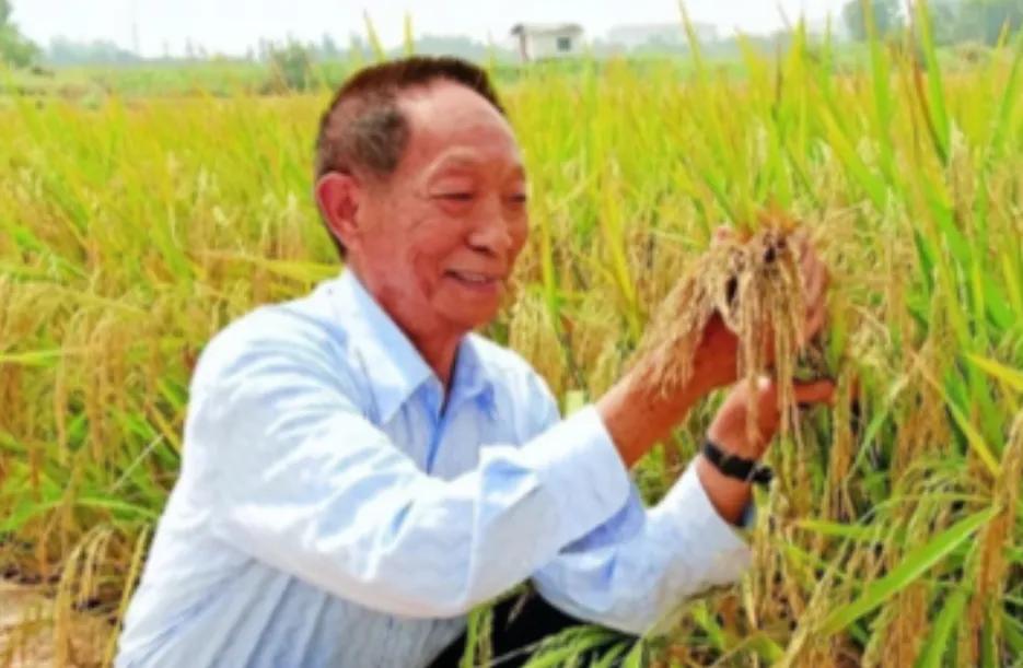 “应该立即死刑！”央视新闻曝光了一起惊天大案：我国杂交水稻之父袁隆平教授的心血结