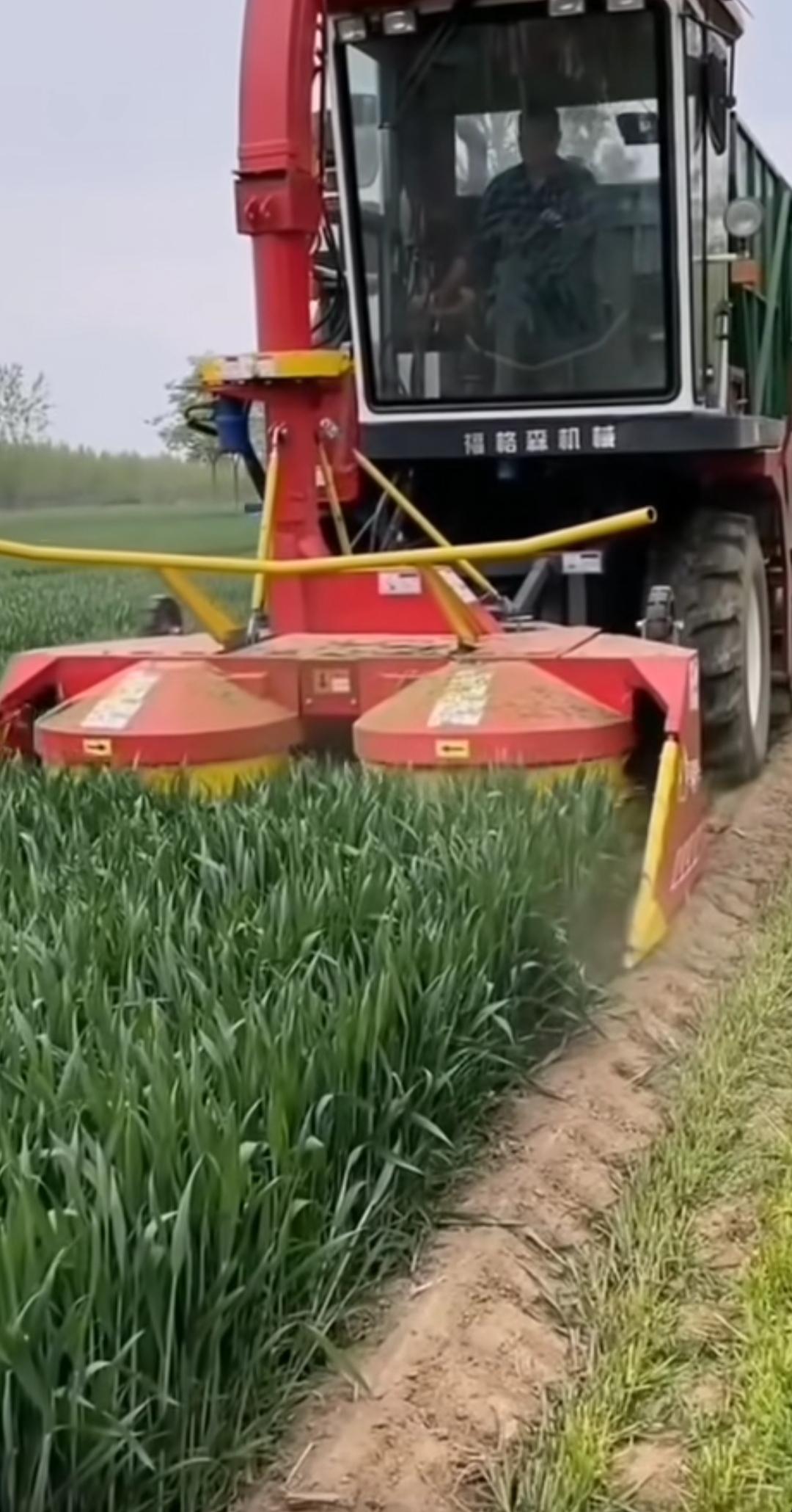 网传，中原各地又开始卖青储小麦了，在目前牛羊肉价格处于低位的情况下，此消息