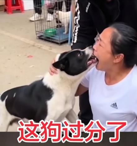 520这么一个谈情说爱的大好日子，一女子却被自己养的狗狗咬住了舌头，周围人费了半