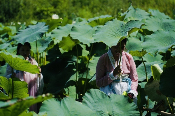 涪陵: 荷“美”乡村引客来