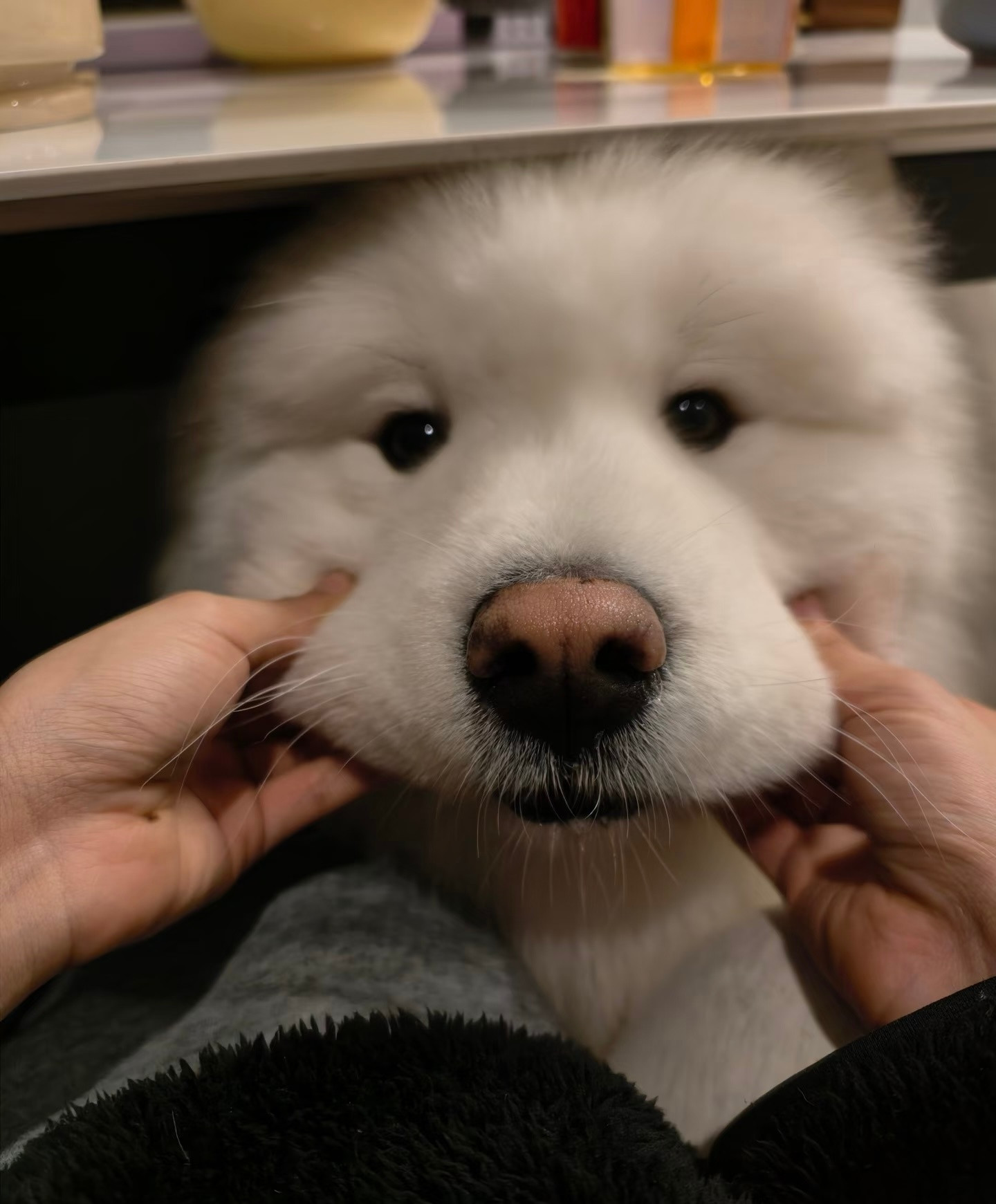 萨摩耶的嘴筒子真的很好捏