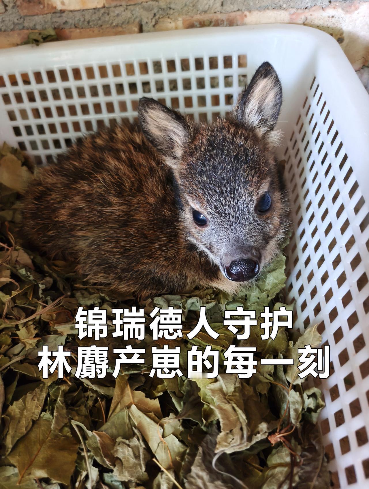 一、国家一级保护动物•林麝：国内首次在峨眉山拍到带幼崽的林麝影像，是极度