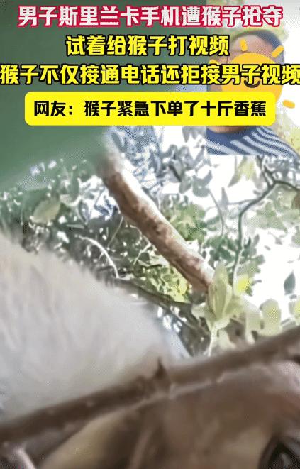 “笑不活了！”男子在斯里兰卡游玩，手机遭猴子抢走。没想到，打视频，猴子竟然主动接