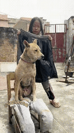 汪星人：这些人都不用读书的吗？