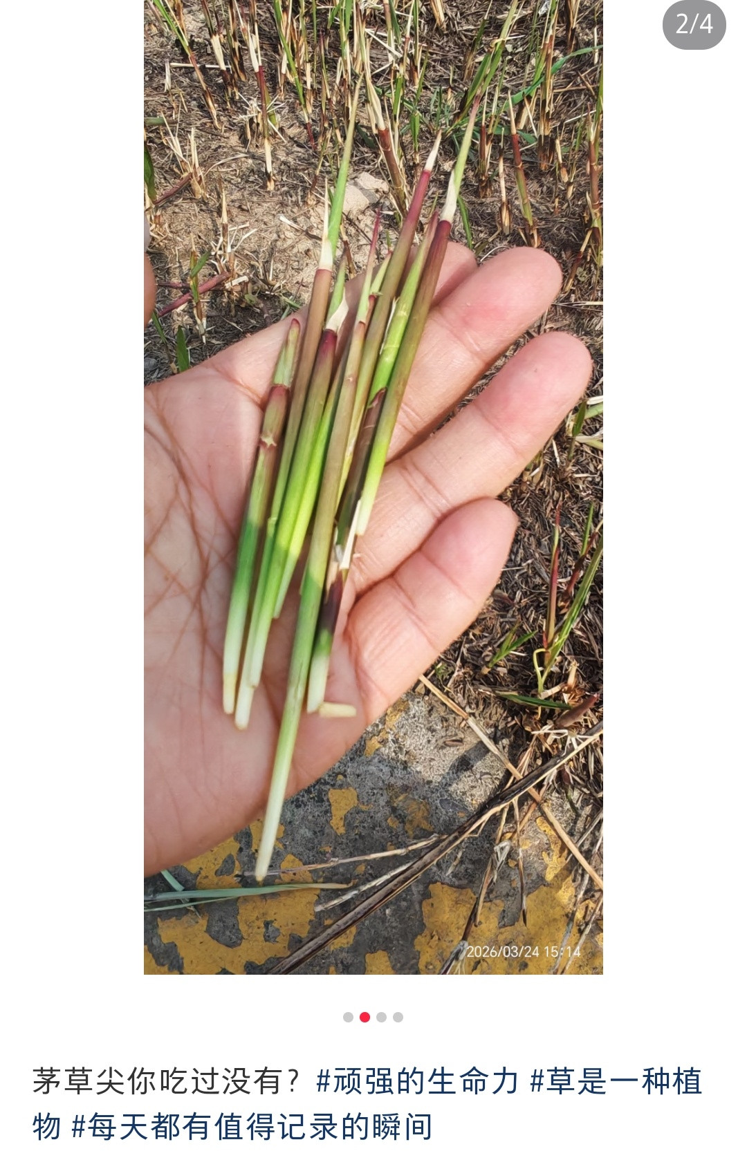 这是我小时候的零食，突然想不起来我们这里叫什么了。我小时候的零食只有满山的野果，