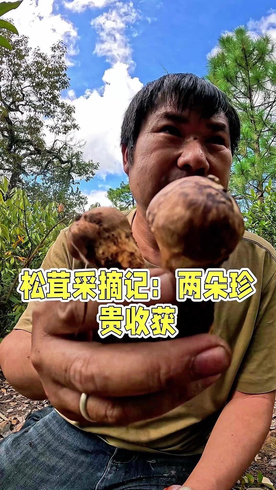 松茸特有的香味太治愈了，闻着就让人满足～不过捡的时候得小心，不能破坏它的生长窝，