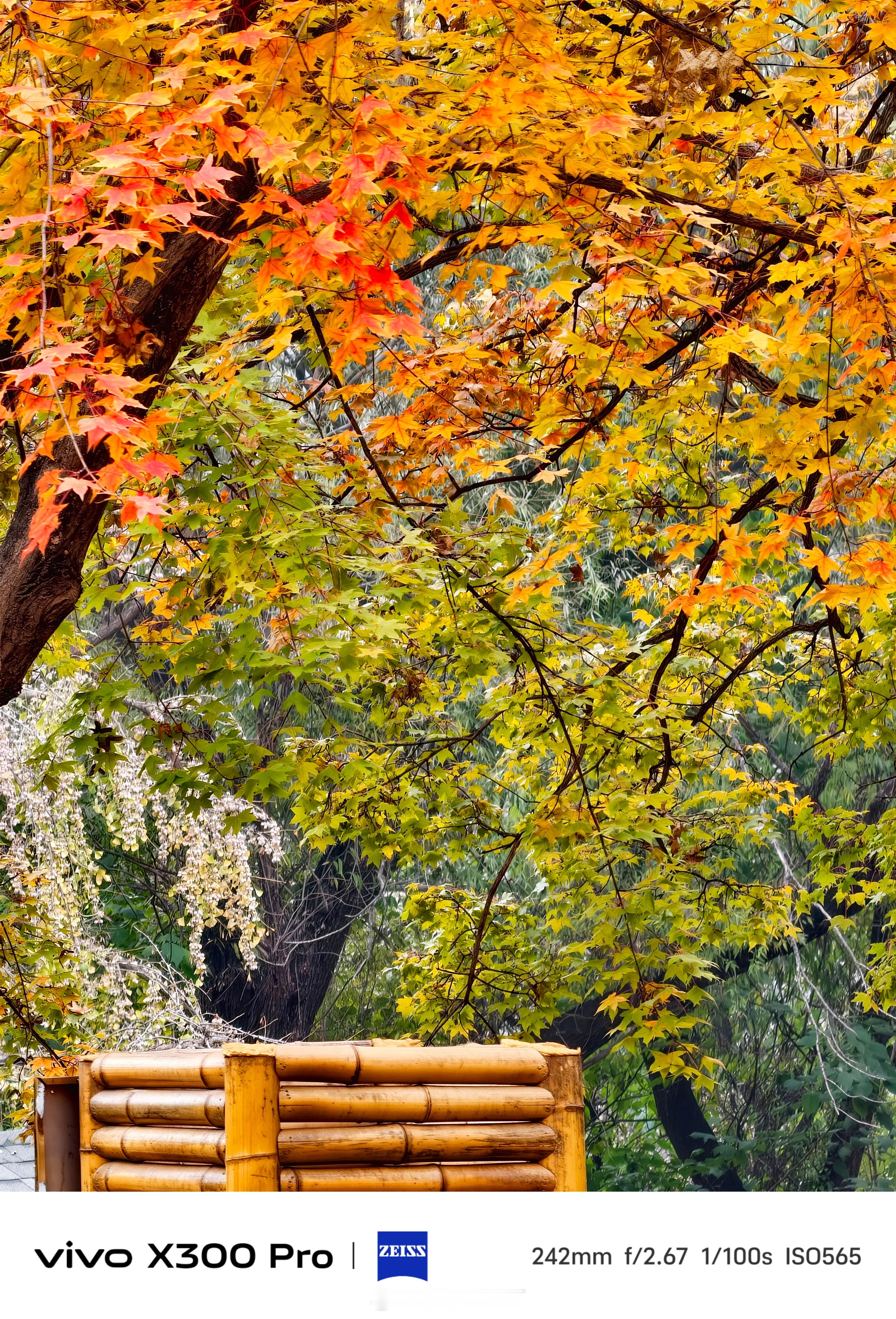 《秋意浓·北宫森林公园的童话世界》在北京西南六环路旁的浅山地带，有一座以秋季彩叶