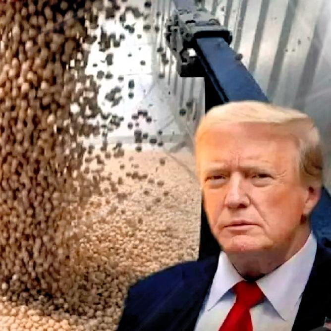 中国又一次出手！大规模采购美大豆，放宽对美的稀土供应，换来的却是美国“保证实施