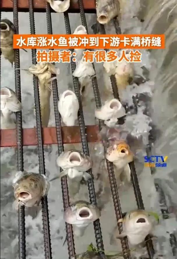 水库涨水，鱼被冲到下游卡满桥缝，一条一条的像被渴死的鱼。