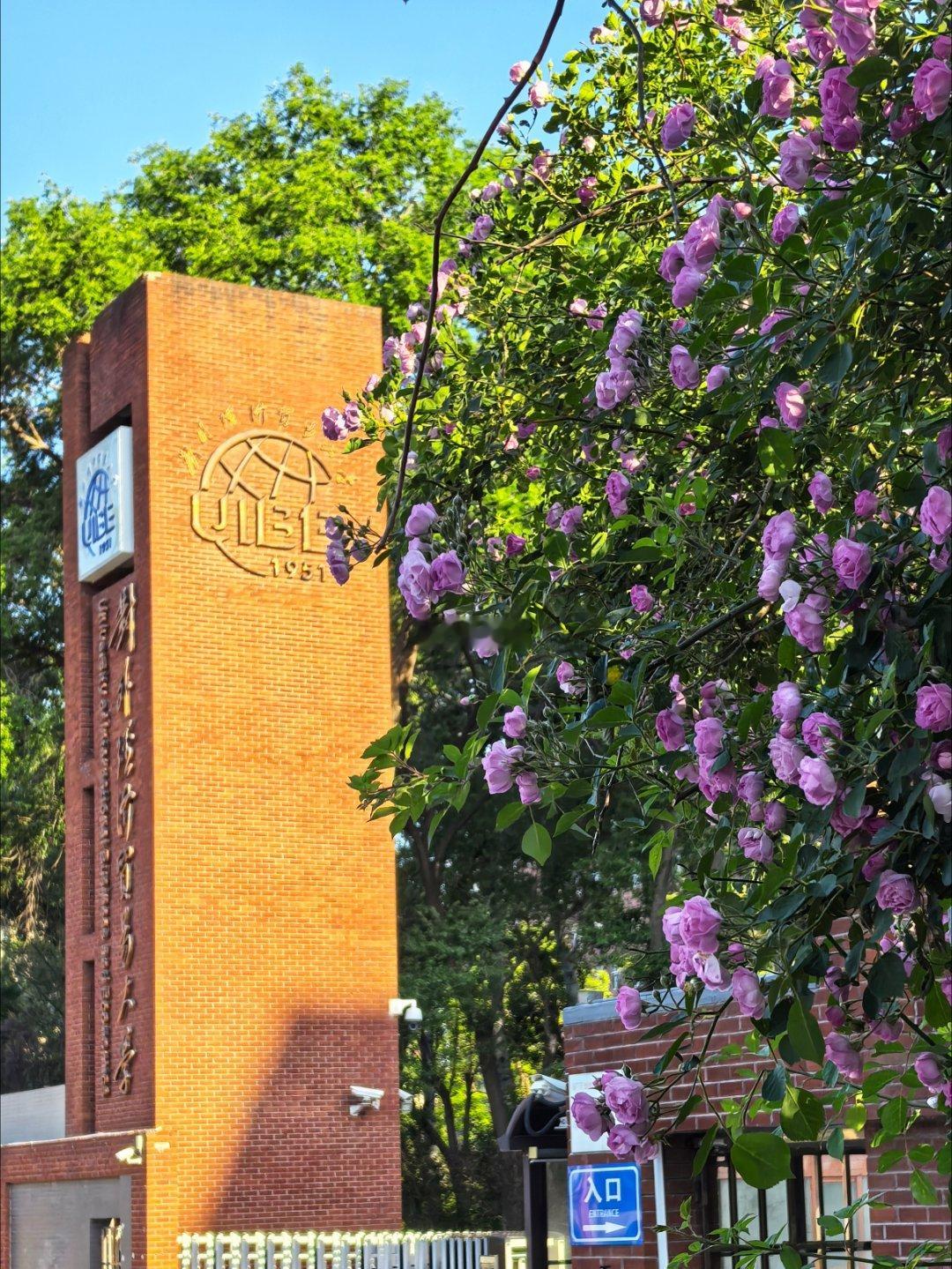 外经贸大学南墙蔷薇花盛开了摄影​​​