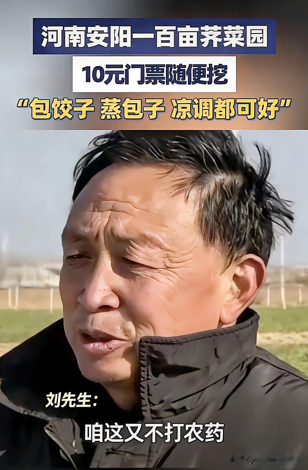 “果然高手在民间！”河南刘大哥种了100多亩荠菜，由于长势不理想，他灵机一动只需