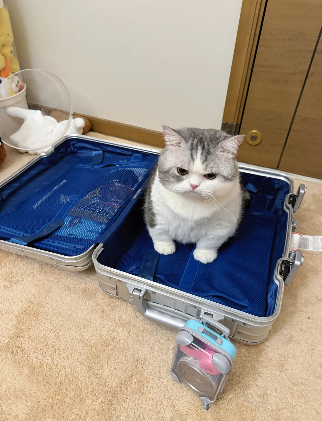 不带它出门就这样