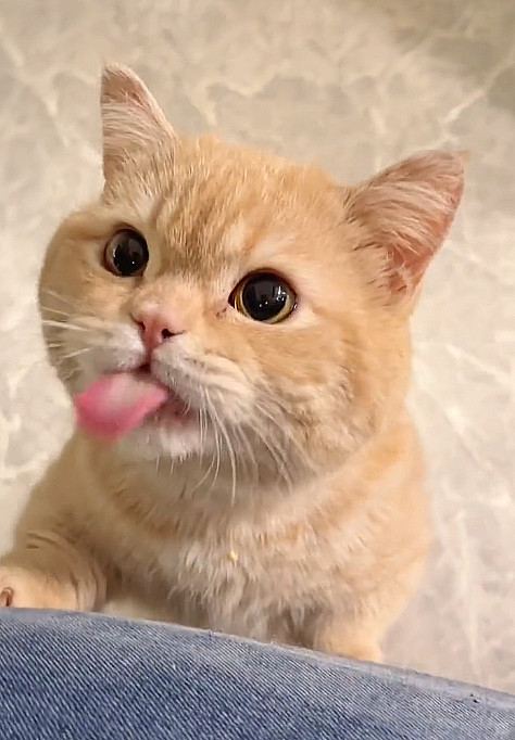 吃完了还盯着要，小馋猫就是这么来的[笑着哭]给还是不给？再吃，脸就更圆了，脖子已经