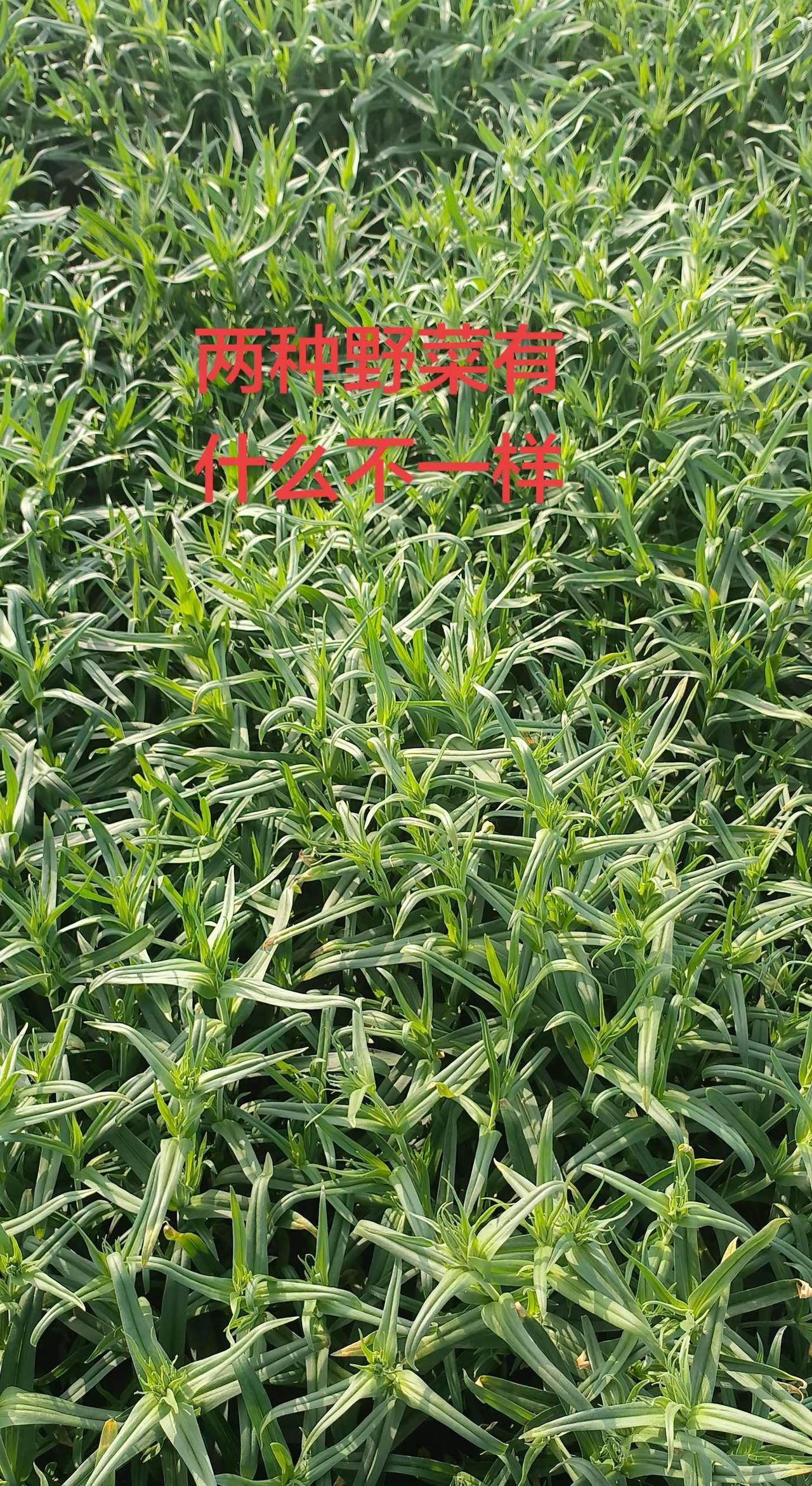 面条菜。上热门话题90000亿流量第一名助农扶农面条菜荠菜种子草药植物知识