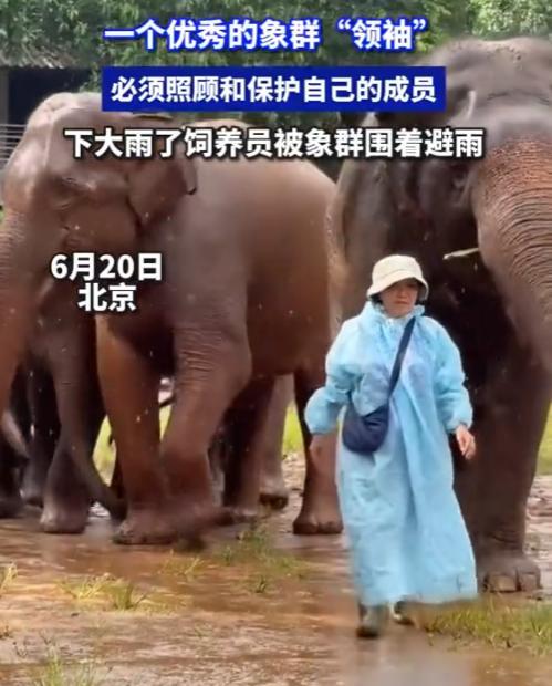 “万物皆有灵！”6月20日，北京，一女饲养员去给大象送吃的，不料，雨越下越大，女