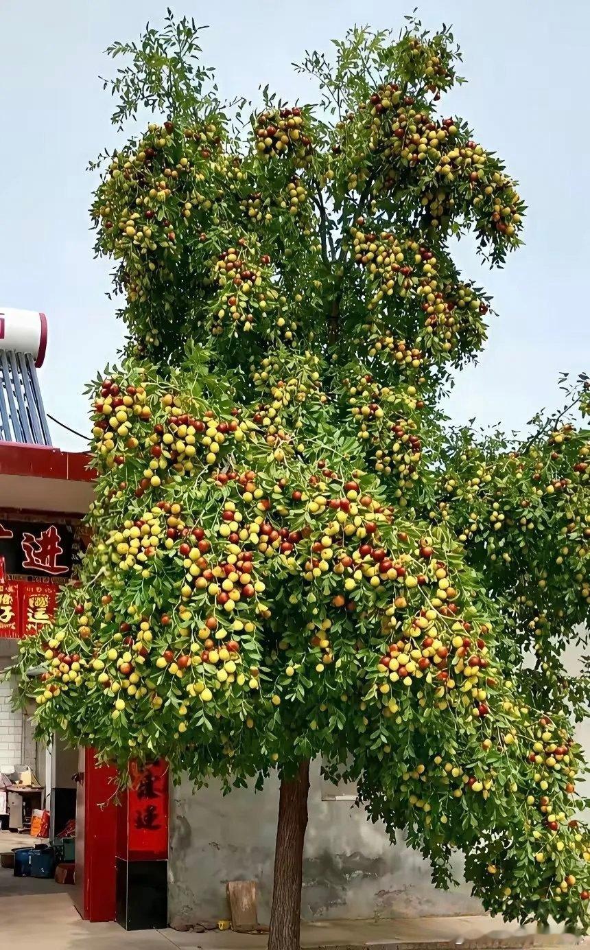 这是报恩的枣树。​​​